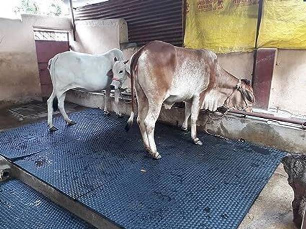 HARYANA JINDAL Cow Mat, Feeding Mat, BPA Free, Easy Clean, Dishwasher Safe, Waterproof Cow, Dog, Hamster, Guinea Pig, Miniature Pig Pet Mat