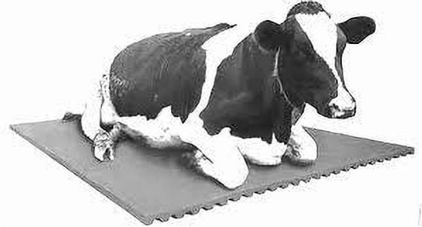 JINDAL KING Cow mat Premium Black Cow Pet Mat Cow, Dog, Hamster, Guinea Pig, Miniature Pig Pet Mat