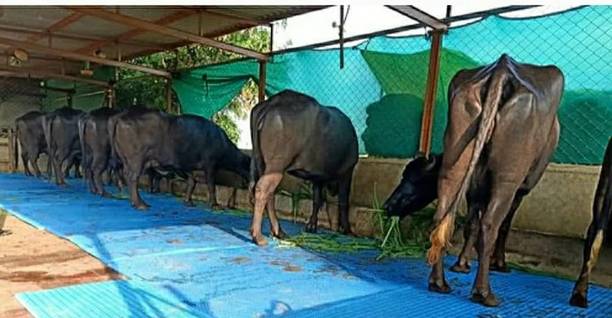 JINDALMAT Blue 5X8 Feet Rubber Cow Mat Cow, Dog, Hamster, Guinea Pig, Miniature Pig Pet Mat