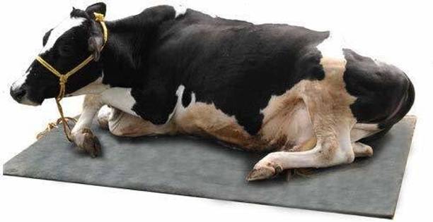 mgntt Waterproof, Raised Edges, Mat for Cows Mat for Animal (Standard, Black) Cow, Hamster, Dog, Guinea Pig, Miniature Pig Pet Mat