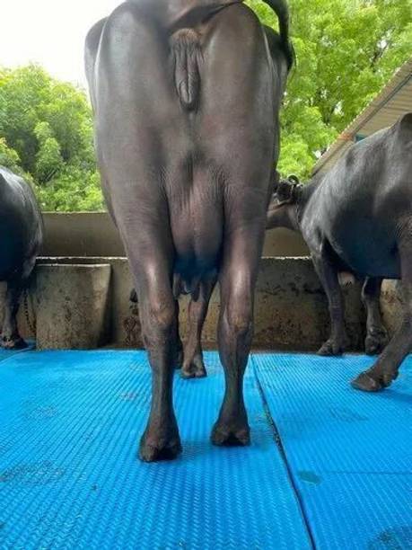 cowmat Cows Floor Mat is easy to clean and waterproof with raised edges Cow, Dog, Hamster, Guinea Pig, Miniature Pig Pet Mat