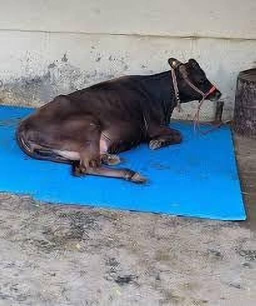 HAKEX blue cow mat premiun size 8*5 foe all animals Cow Pet Mat
