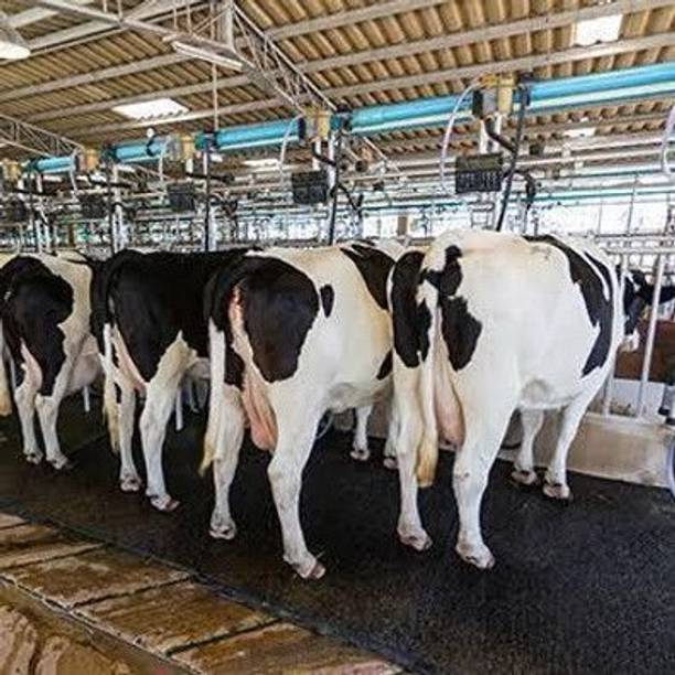 HAKEX Cow Mat, Buffalo, Bull, Horse, Rubber Mat for All Pet Animal XL SIZE Cow Pet Mat
