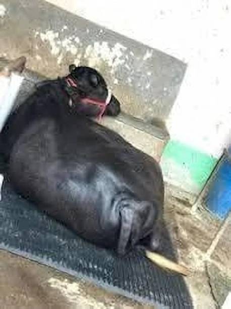 cowmat long-lasting quality of the cow & buffalo mats Cow, Dog, Hamster, Guinea Pig, Miniature Pig Pet Mat