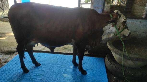 HAKEX Cow Mat, Mat for Cow, Buffalo, Bull, Rubber Mat for Animal (Premium, Black) Cow Pet Mat