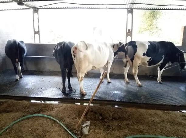 JINDALMAT Cow Mats are (8 X 5 Feet) BPA Free, Easy to Clean Ethylene Vinyl Acetate (EVA) Cow, Dog, Hamster, Guinea Pig, Miniature Pig Pet Mat