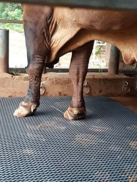 HAKEX Cow mat Premium Black XL SIZE | Cow Pet Mat