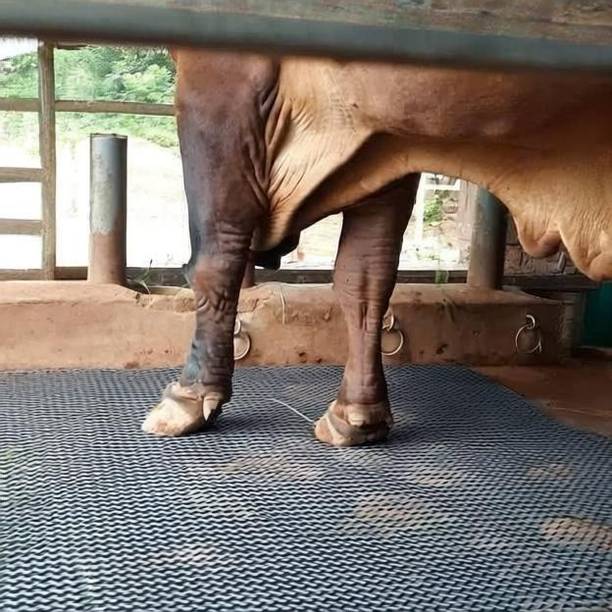 HAKEX Cow mat Premium Black XL SIZE | Cow Pet Mat