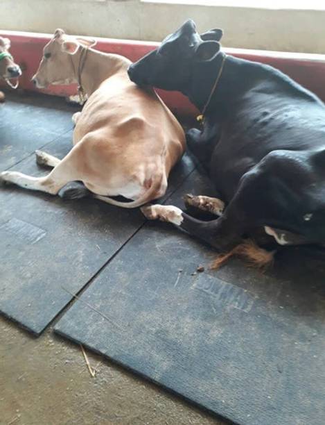 HARYANA JINDAL COW MATS FOR DAIRY ANIMALS PREMIUM QUALITY Cow, Dog, Guinea Pig, Hamster, Miniature Pig Pet Mat