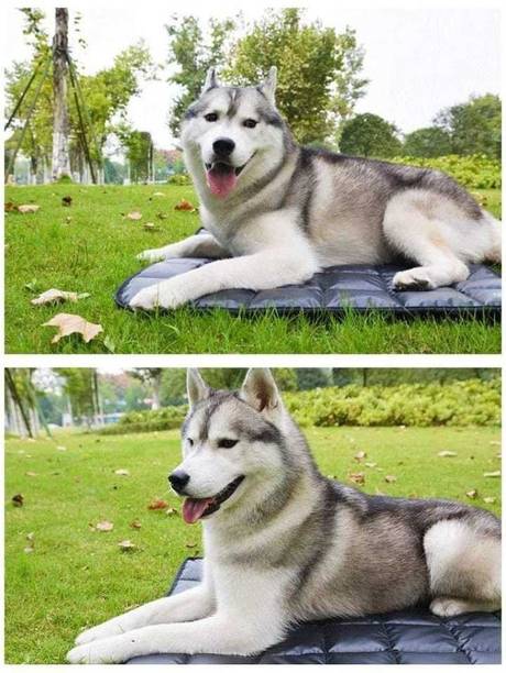 Fluffy 451 Dog Pet Mat