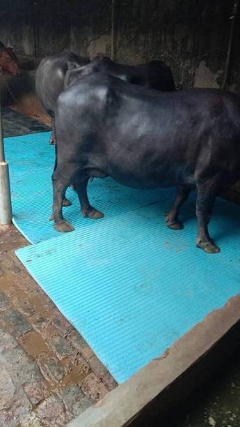 JINDAL PREMIUM Natural Rubber Cow Mat, Interlocking Mats Cow, Dog, Hamster, Guinea Pig, Miniature Pig Pet Mat