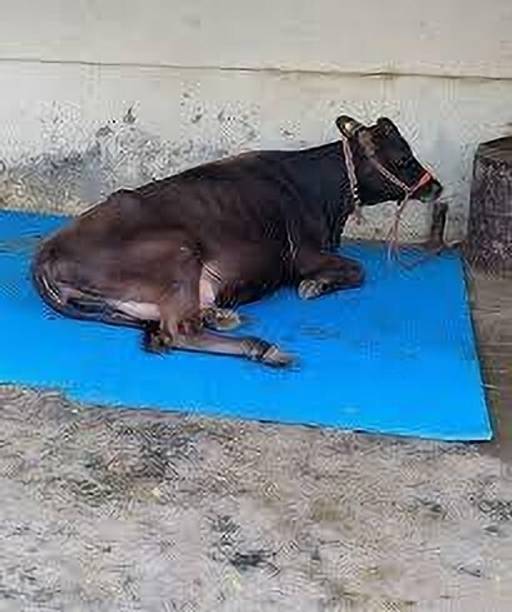 cowmat Waterproof Mat for Cows, Buffalo, Bull, Rubber Mat Cow, Dog, Hamster, Guinea Pig, Miniature Pig Pet Mat