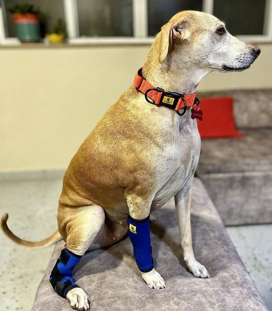 A+a pets Medium Size Dog Hock Joint, Leg Braces, Protective Compression Wrap | Pet Pad Holder