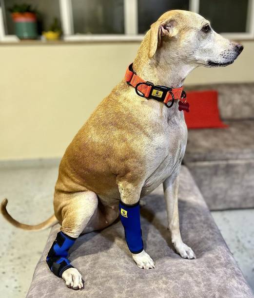 A+a pets Small Size Dog Hock Joint, Leg Braces, Protective Compression Wrap | Pet Pad Holder