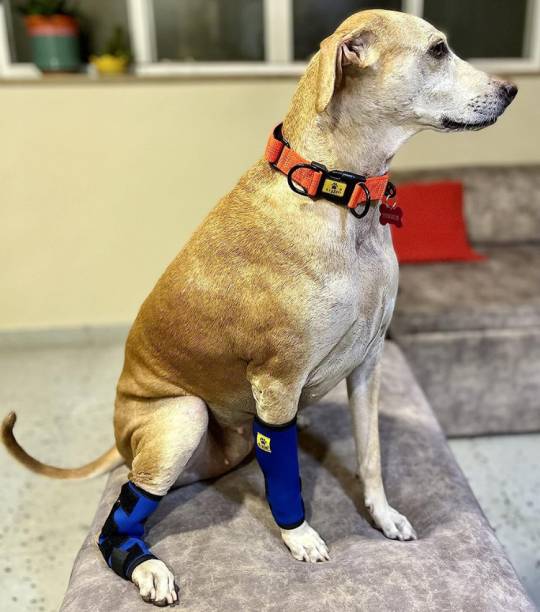 A+a pets Large Size Dog Hock Joint, Leg Braces, Protective Compression Wrap | Pet Pad Holder