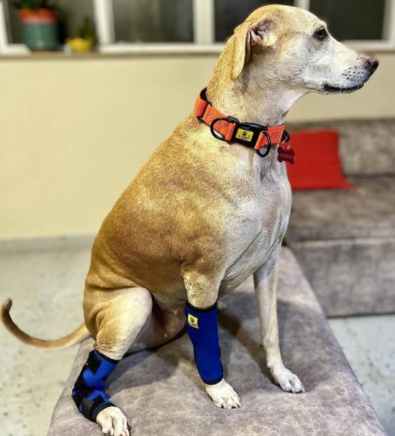 A+a pets Xtra Large Size Dog Hock Joint, Leg Braces, Protective Compression Wrap | Pet Pad Holder