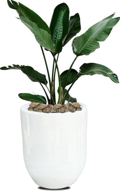 ANDYWARE "Tiny Tressures Plant Container Set – Stylish 30x25x25 cm Outdoor Planters" Plant Container Set