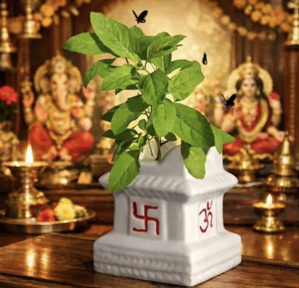 ASCERAMIC Tulsi pot Plant Container Set