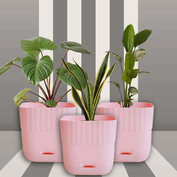 Durevo Pink | Self Watering Plastic Plant Pots with Drainage & Saucer (Pack of 3) Plant Container Set