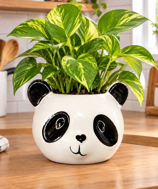 InfiniHub 85_R Plant Container Set