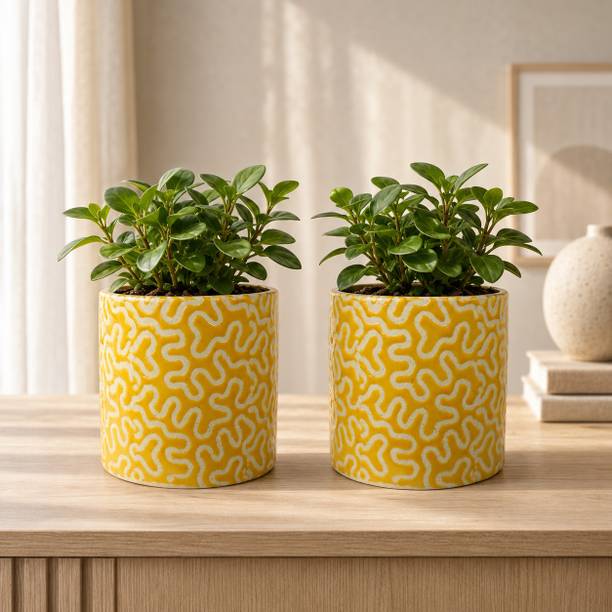 Gupta Homes Yellow RD-1 Pipe Ceramic Pot Size 4x4inch GH0022-09 Plant Container Set