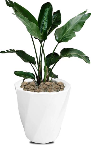 ANDYWARE "Bloom Haven Plant Container Set – Stylish 33x30x30 cm Outdoor Planters" Plant Container Set
