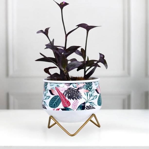 Titir Multicolor Metal Indoor Plants Pot Organizer for Home ,Kitchen & Office|6 inch Plant Container Set
