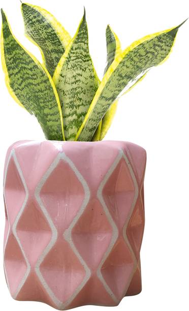 Gupta Homes Decorative Ceramic Planter Pot with Diamond Pattern, Pink Plant Container Set
