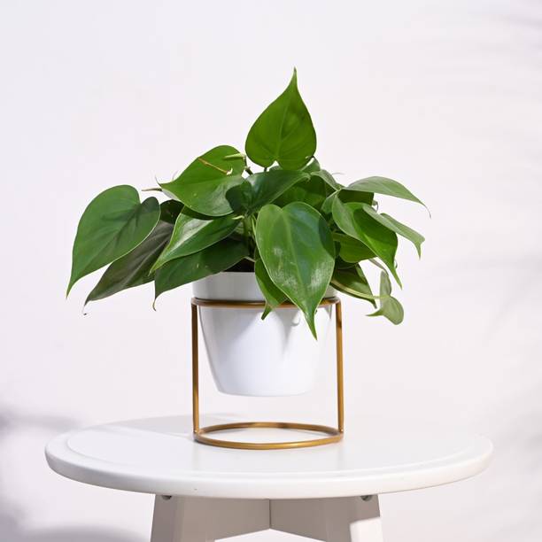 UGAOO Planter Plant Container Set