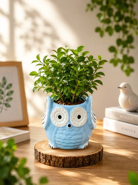 Karmisha Global Blue Ceramic Owl Planter Pot| Cute Decorative Plant Pot for Home & Office Decor Plant Container Set