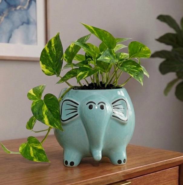 PebbleandClay Handcrafted Jumbo Elephant Planter for Home & Office Decor | Height - 6 inch | Plant Container Set