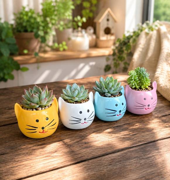Evayka Cat Succulent Planter Plant Container Set