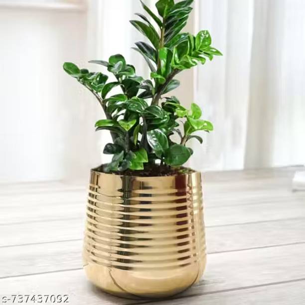 RS Gharkraft Decorative Metal Pot for Home Decor | Gold Metal Planter for Indoor Plants Plant Container Set