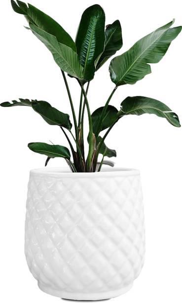 ANDYWARE "Flower Frolic Plant Container Set – Stylish 26x25x25 cm Outdoor Planters" Plant Container Set