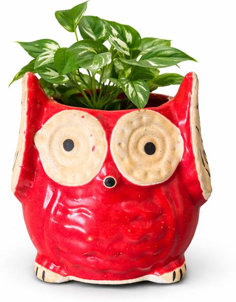 Foliage Gamla Small Ceramic Owl Planter Pot Plant Container Set