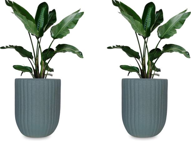 ANDYWARE "Little Wonders Grey Plant Container Set – Stylish 30x25x25 cm Outdoor Planters" Plant Container Set