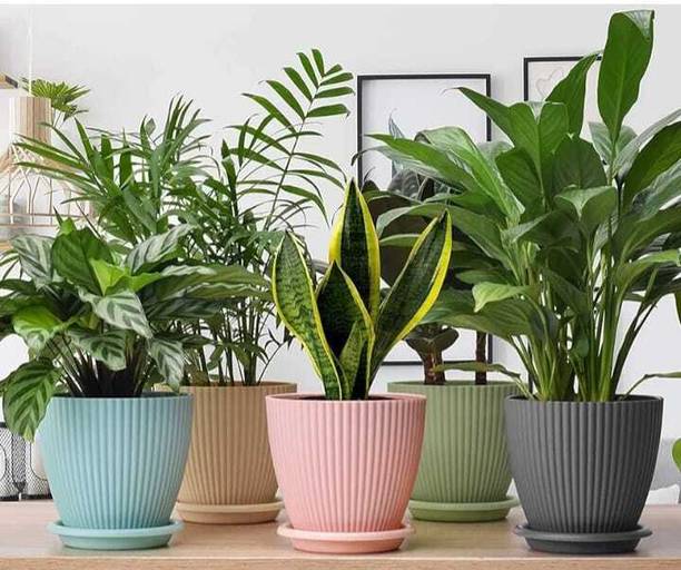 Finner Plant Container Set