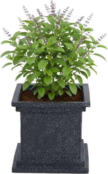 Urban Upvan Elevate Urban Living Roto Fiber Pot Tulsi 10 inch | High Grade Polymer | Black Plant Container Set