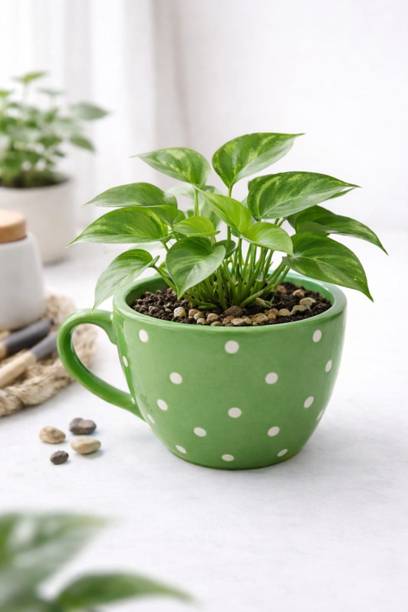 Vaachi Creations Handmade Ceramic Cup Planter | Mini Succulent Pot for Desk, Table & Home Decor Plant Container Set