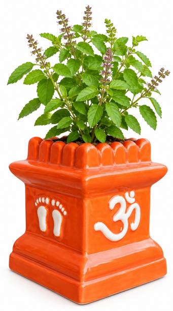 SPTRADING 65_NR Plant Container Set