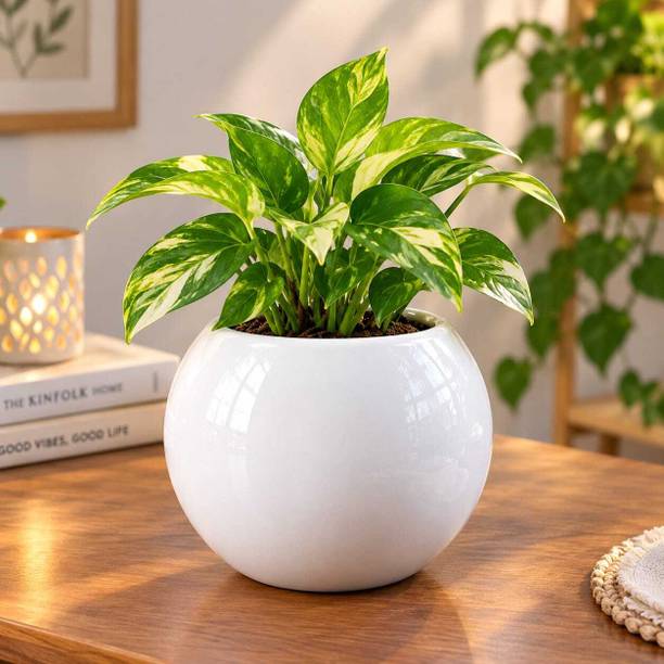 AGV Elegant White Ceramic Round Flower Pot Plant Container Set