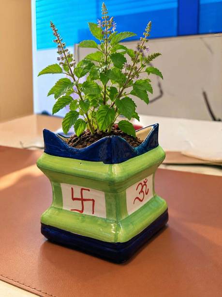 ABC Tulsi planter Plant Container Set