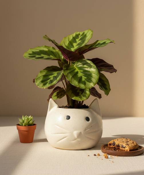 INDITATVVA Cat face Mini Plant Container Set