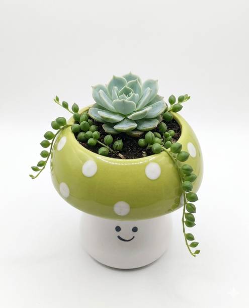 Evayka Evayka Green Mashroom Plant Container Set