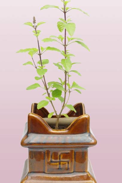 CERAVIDA Traditional Planter for Holy Basil Plant | Decorative Pot Plant Container Set