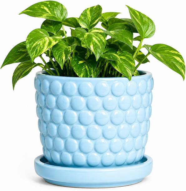 SHYAMNA Plant Container Set