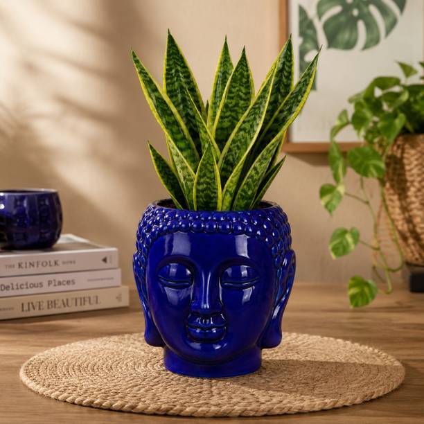 CERAMIC WORLD Buddha Face Planter Pot Decorative Ceramic Flower Pot Plant Container Set