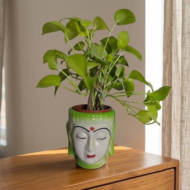 ONDES POSITIVES Handcrafted Green Buddha Face Ceramic Planter Pot for Indoor Plants Plant Container Set