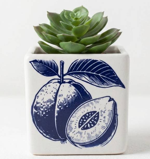 jeneric Plant Container Set