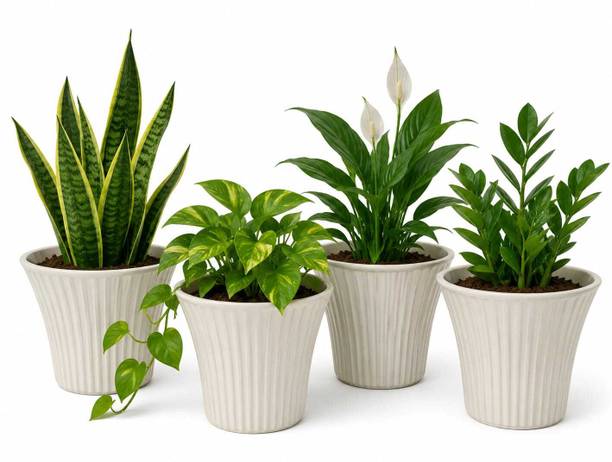 blooming furnancy Premium Fluted White Plastic Flower Pot | Modern Decorative Planter Plant Container Set